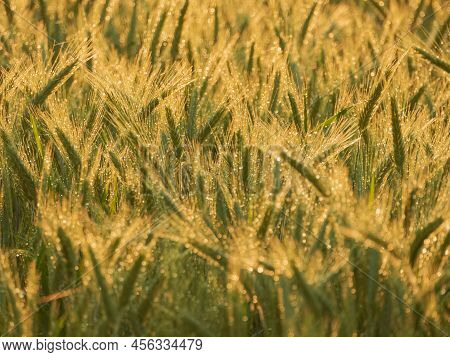 Grain Ears On A Sunny Evening, Lit By The Warm Light Of The Setting Sun. It Is Raining, Drops Of Wat