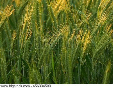 Grain Ears On A Sunny Evening, Lit By The Warm Light Of The Setting Sun. It Is Raining, Drops Of Wat