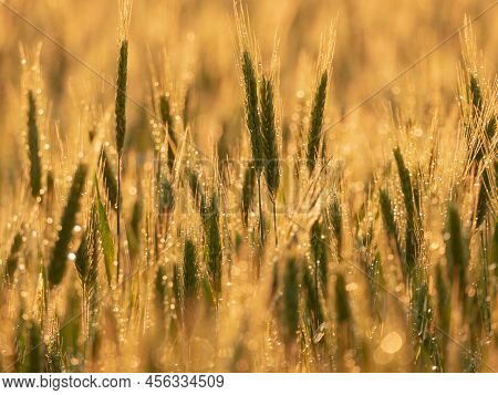 Grain Ears On A Sunny Evening, Lit By The Warm Light Of The Setting Sun. It Is Raining, Drops Of Wat