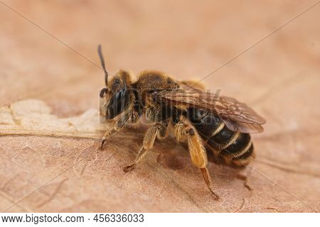 Detailed Closeup On A Female Small-gorse Mining Bee, Andrena Ovatula, Sitting On A Drief Leaf