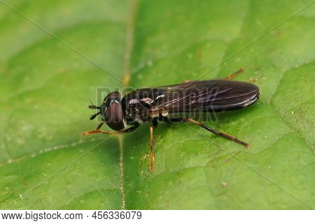 Closeup On A Small Dark Hoverfly, Pyrophaena Rosarum Sitting On A Green Leaf In The Field