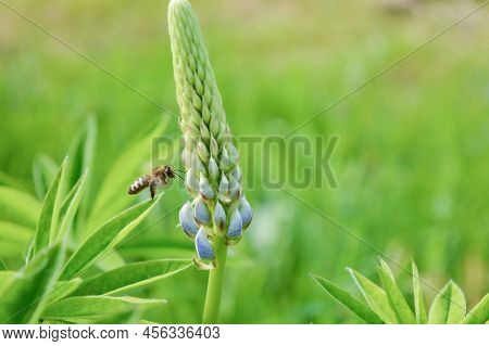 Bee Feeding From Pollen On Purple Lupins. Bee With Bright Orange Pollen Sacs Gathering Nectar To Mak