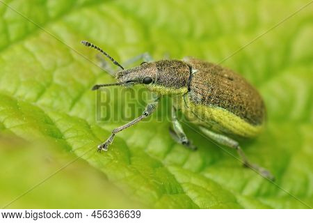 Closeup On A Yellow Banded Leaf Weevil, Chlorophanus Viridis Sitting On A Green Leaf In The Field