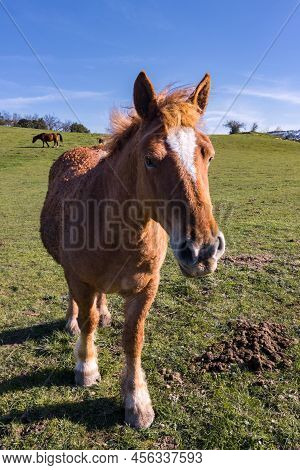Horses In The Mountain Near Murgia (basque Country)