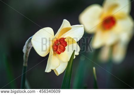 Bunchflower Daffodil, Narcissus Tazetta Flowers In Spring Garden