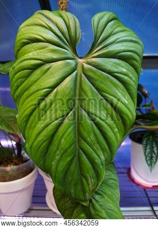 Closeup Of The Beautiful Green Leaf Of Philodendron Plowmanii