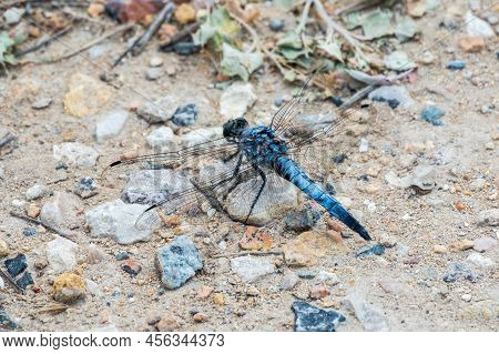 Closeup Of A Blue Male Southern Skimmer Dragonfly, Orthetrum Brunneum Sitting On A Stone. Male Blue 