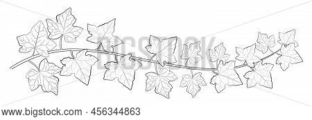 Drawing Of Ivy Leaves.