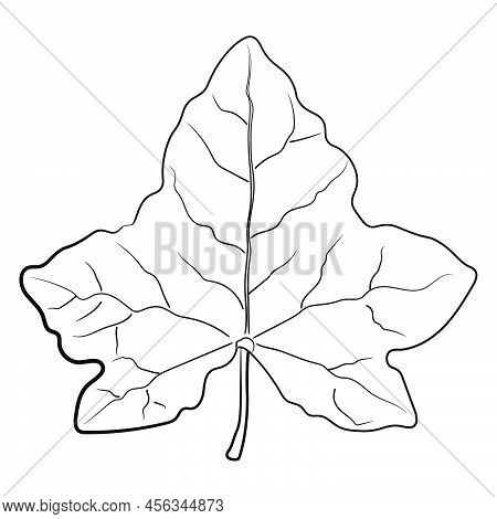 Drawing Of Leaf Isolated On White.