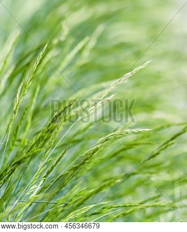 Decorative Grass Blue Fescue. Festuca Glauca Spikelets. Natural Background.