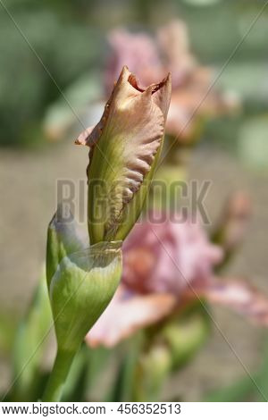 Intermediate Bearded Iris Lingering Flower Bud In The Garden