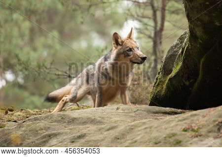 Lone Wolf Running In Autumn Forest Czech Republic