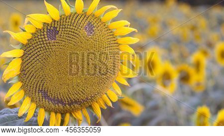 Close Up Photo Of Sunflower In Summer Feilds To Look Bloosom And Beautiful With Blur Background
