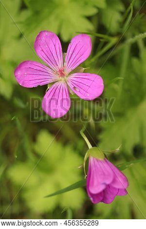 Geranium, A Purple Wild Herb Abundantly Growing, Two Pink Flowers