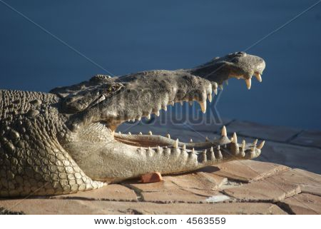 Crocodile grand avec la bouche ouverte