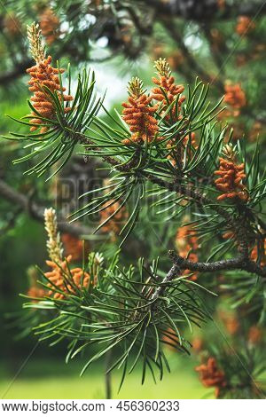 Young Branches Of A Pine Tree With Red Pinecones Close-up. Green Spruce In Summer. Selective Focus. 