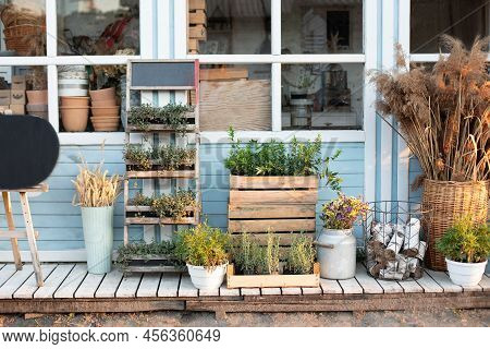 Green Plants, Dried Spikelets, Flowers And Pampas Grass In Backyard Home In Summer. Spicy Herbs In P