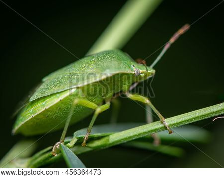 Closeup Of An Adult Green Shield Bug (palomena Prasina, Pentatomidae) Sitting On A Green Leaf