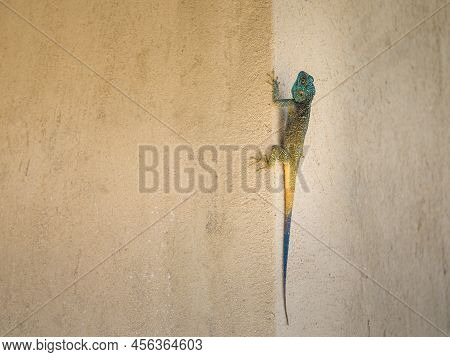 A Black Necked Agama (acanthocercus Atricollis) Sitting On A Wall, Uganda