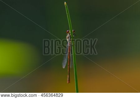 A Large Red Damselfly (pyrrhosoma Nymphula) Resting On A Grass, Sunny Day In Summer, Vienna (austria
