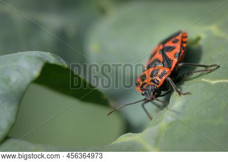 A Black Red Cabbage Bug (eurydema Ventralis) Sitting On A Leaf, Sunny Day In Springtime, Vienna (aus