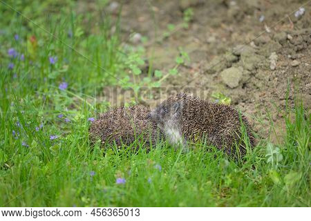 Two Hedgehogs (erinaceus Roumanicus) Resting In The Meadow In A Garden, Cloudy Day In Springtime, Vi