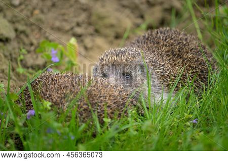 Two Hedgehogs (erinaceus Roumanicus) Resting In The Meadow In A Garden, Cloudy Day In Springtime, Vi