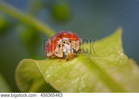 A Four Spot Lady Beetle (harmonia Quadripunctata) Sitting On A Green Leaf, Sunny Day In Springtime, 