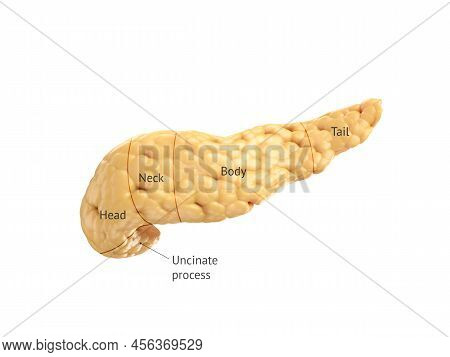 Anatomically Accurate Illustration Of Human Pancreas Isolated On White With Properly Text Captions. 