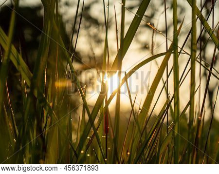Sillhouette Of Grass And Lalang Plant At Sinrise