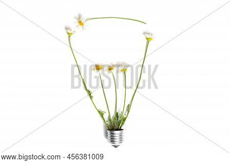 Chamomile Flowers Lightbulb Shape Isolated On Gray Background. Green Power Concept.