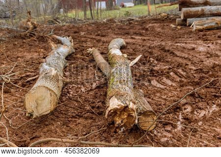 Construction Site The Trees That Have Been Felled Cut Into Logs To Clear Land For New Development