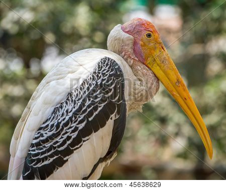 Cicogna calvo nel giardino zoologico di Mysore, India
