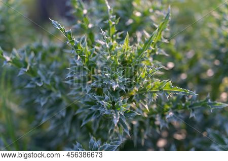 Onopordum Acanthium. The Texture Of Green Leaves With Spikes. Weeds. Natural Background. Selective F