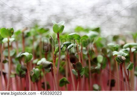 Sprouts Of Microgreen Radish Red Coral. Selective Focus Photo Of Fresh Microgreens