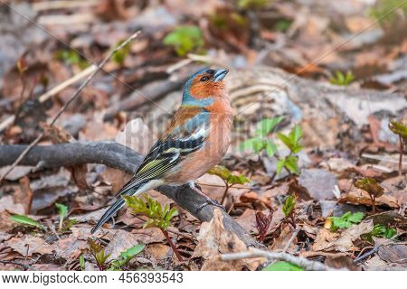 Common Chaffinch, Fringilla Coelebs, Sits On The Ground In Spring. Common Chaffinch In Wildlife.