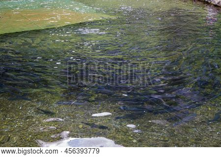 Trout Farm In The Mountains. Lots Of Trout, Clear Water