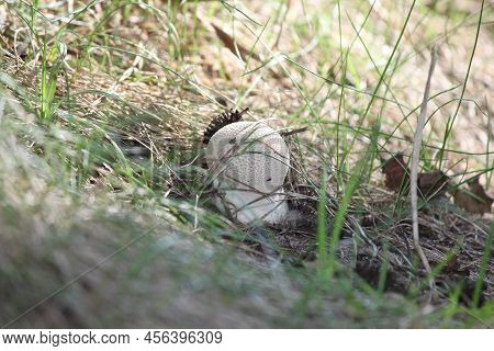 Young Puffball Mushroom Sprouted In Green Grass Close-up. Can Be Used As Background Or Wallpaper For