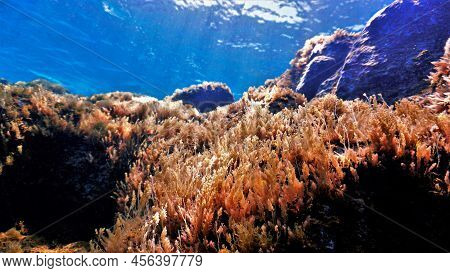 Beautiful And Colorful Algea And Plants. Underwater Photo From A Scuba Dive In The Atlantic Ocean.