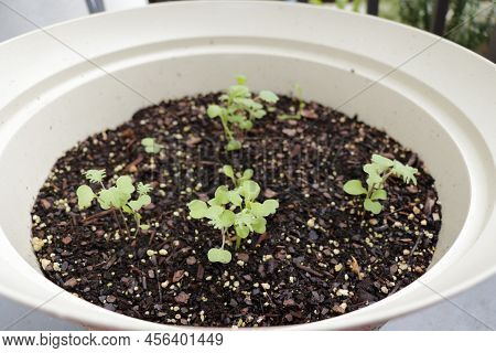 Various Mesclun Lettuce Leaf Seedlings Starting To Grow In A Beige Potting Soil Outdoors In The Day.