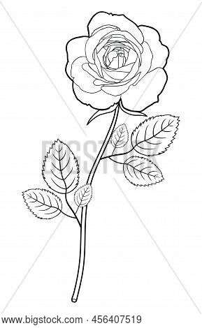 Drawing Of Rose Flower With Leaves