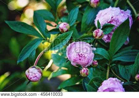 Peony Flower Paeonia Suffruticosa, Tree Peony, Mudan Flower Just Before Blossoming