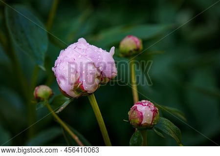 Peony Flower Paeonia Suffruticosa, Tree Peony, Mudan Flower Just Before Blossoming