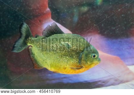 Dangerous Predatory Fish Piranha Swims In The Aquarium. Pygocentrus Nattereri.