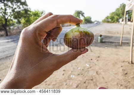 Person Holding Piece Of Fig Fruit Ready To Eat Ripe. Fig Also Known As Anjeer Or Anjir Sold On Highw