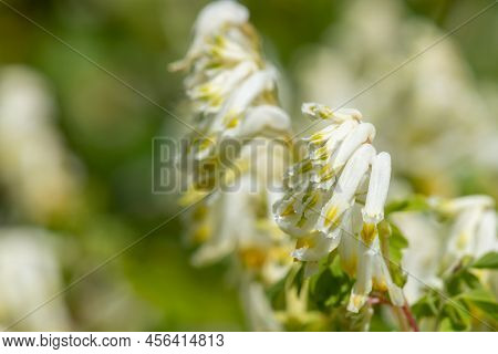 Close Up Of Pale Corydalis (pseudofumaria Alba) Flowers In Bloom