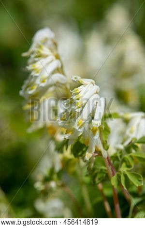 Macro Shot Of Pale Corydalis (pseudofumaria Alba) Flowers In Bloom
