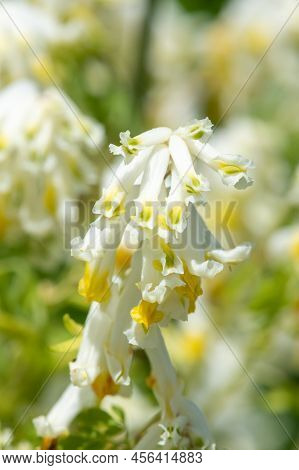 Pale Corydalis (pseudofumaria Alba) Flowers
