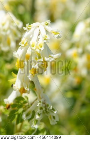 Pale Corydalis (pseudofumaria Alba) Flowers
