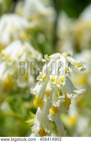 Pale Corydalis (pseudofumaria Alba) Flowers